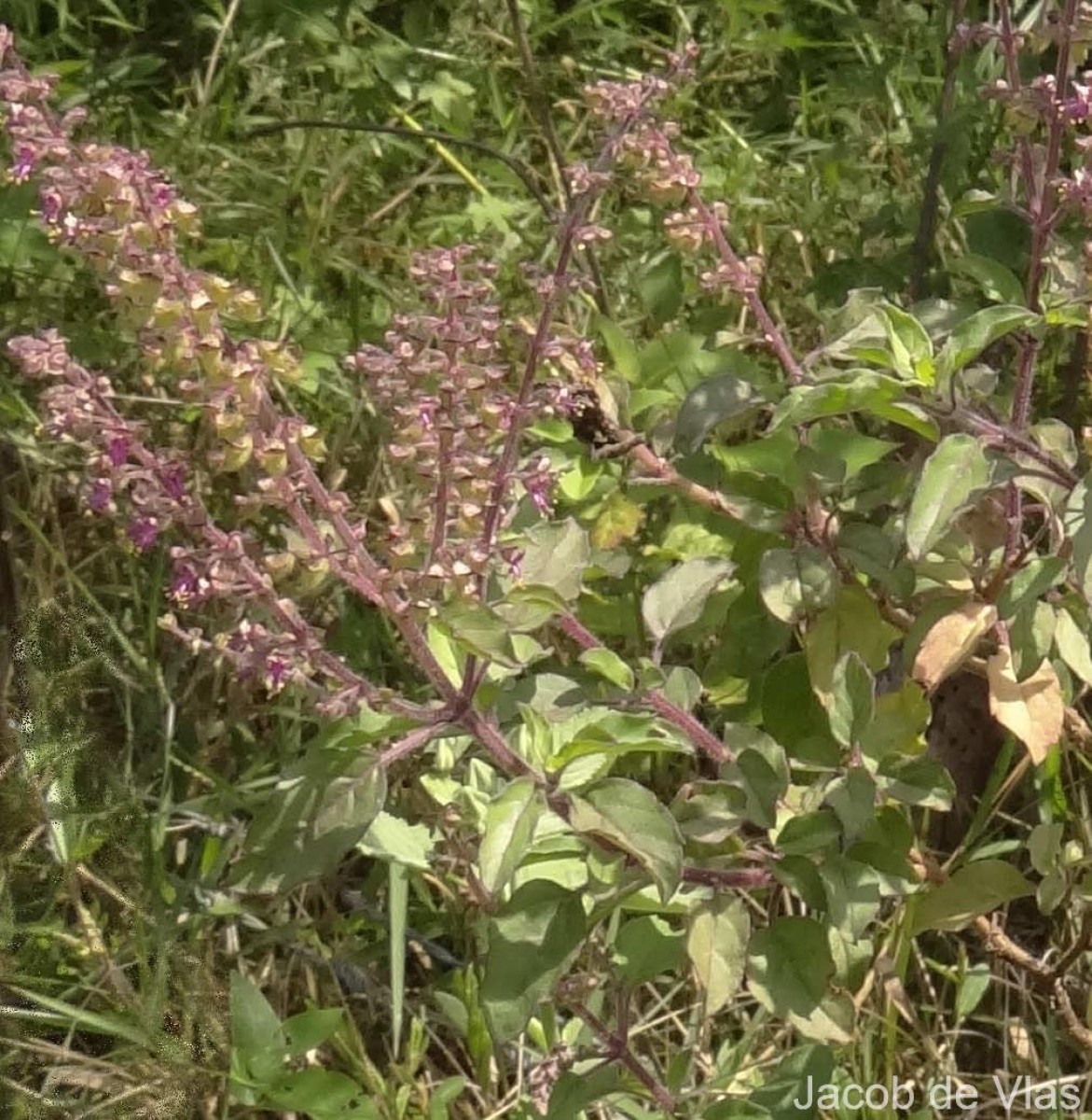 Ocimum tenuiflorum L.